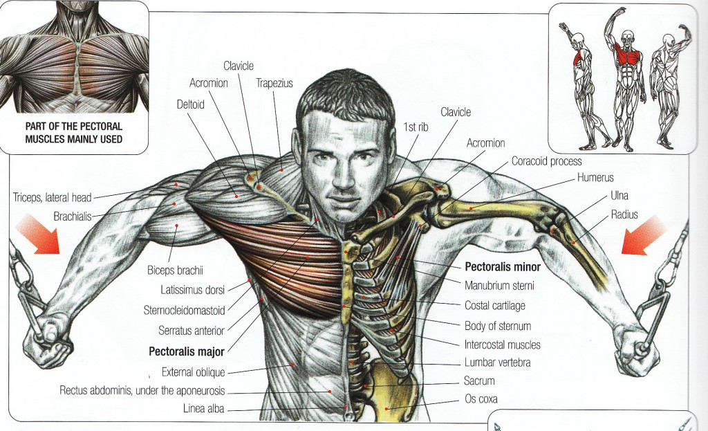 Lower Chest Cable Workouts Workout Schedule Cable Exercises Fly Rope Curl Row