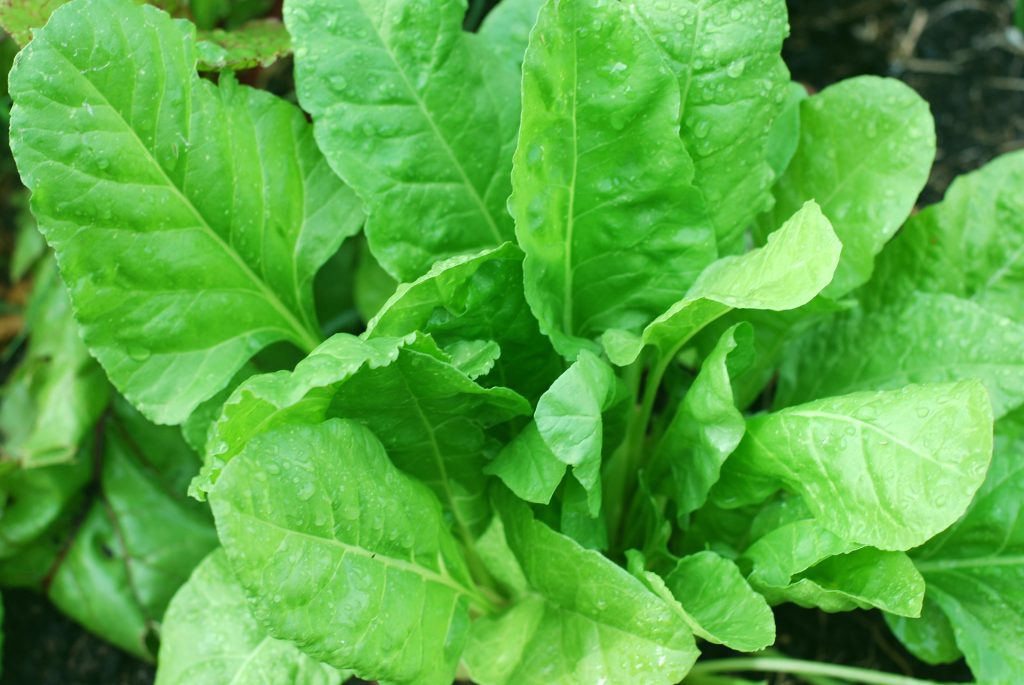 Spinach Has Steroid Effect spinach