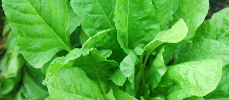 spinach
