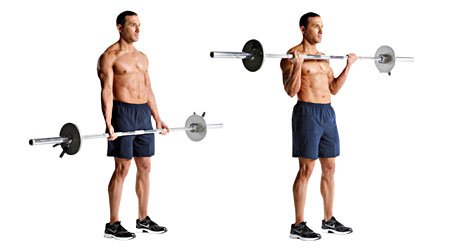 barbell biceps curl