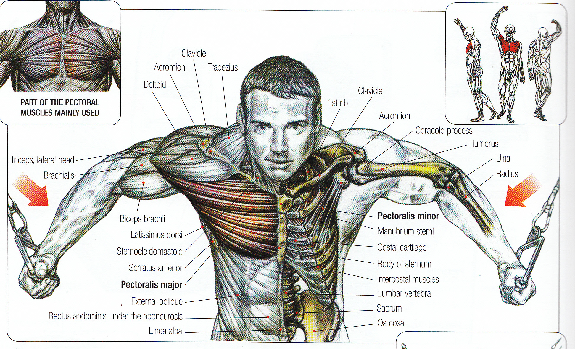 cable exercises