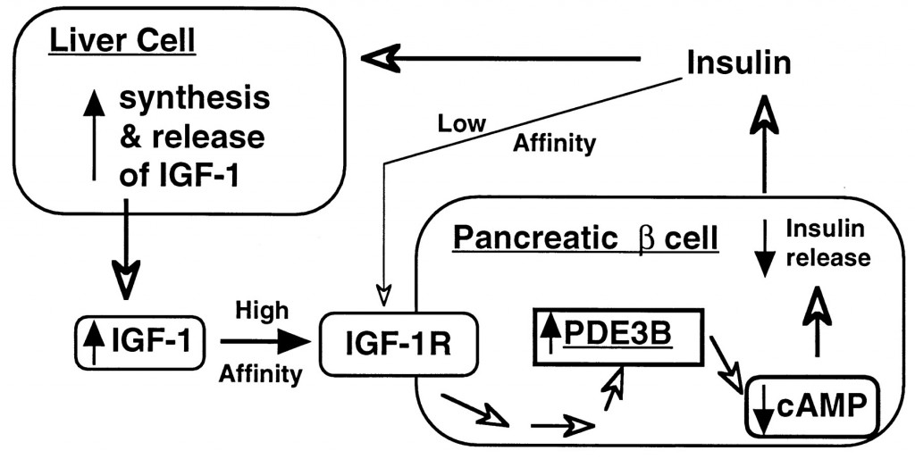 IGF-1 (Insulin Like Growth Factor 1) In Bodybuilding igf-1