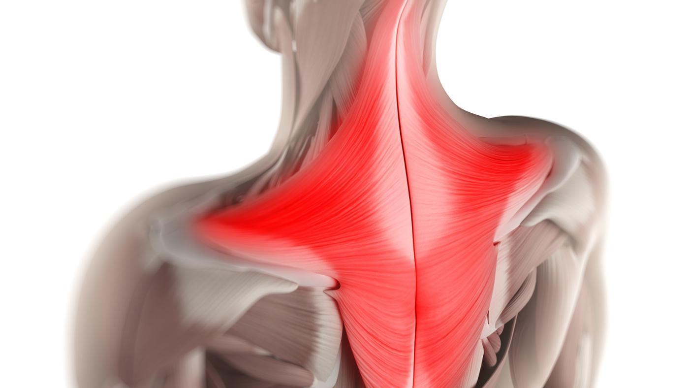 trapezius muscle structure