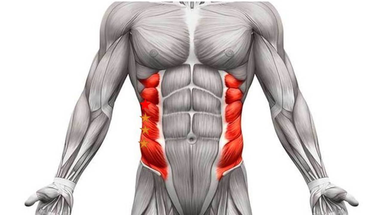 Abdominal obliques