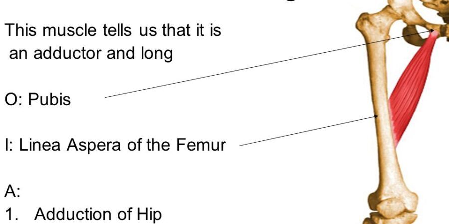 Adductor Lungus