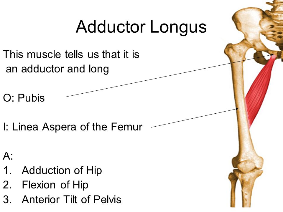 Adductor Lungus