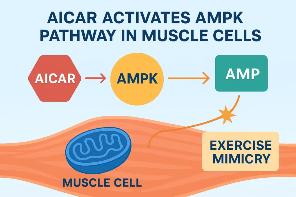 Visual diagram showing AICAR activating AMPK pathway in muscle cells