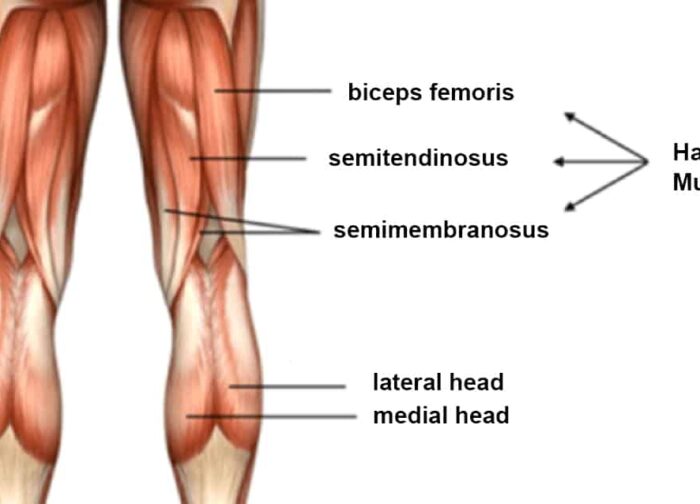biceps femoris of the hamstrings