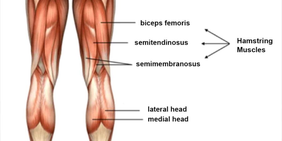 biceps femoris of the hamstrings