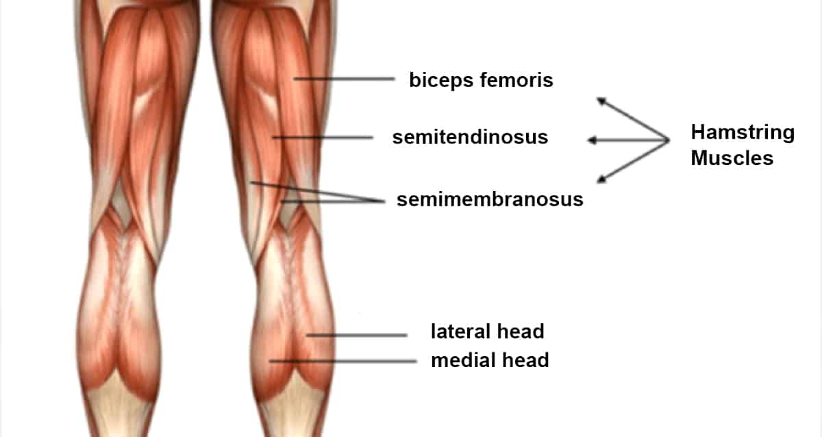 biceps femoris of the hamstrings
