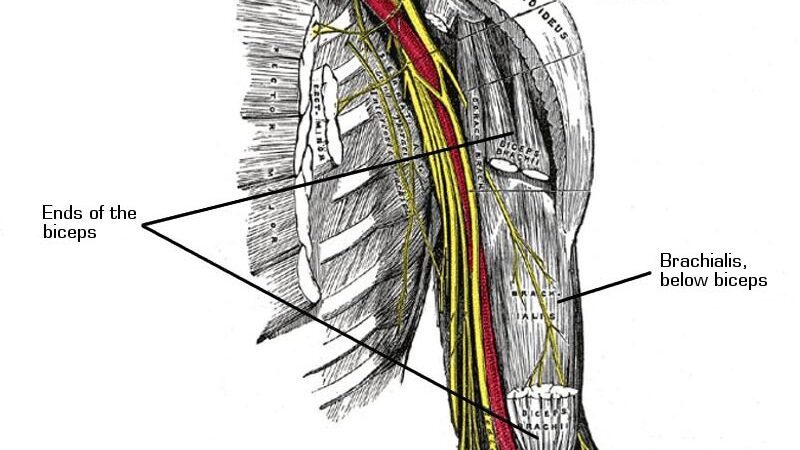 brachialis