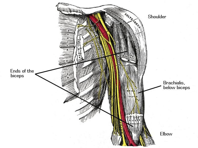 brachialis