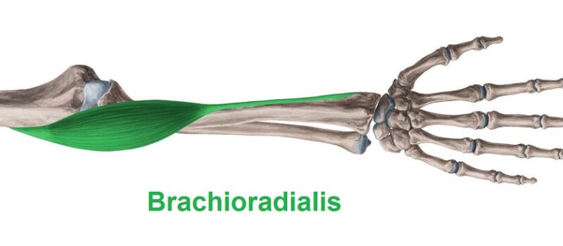 brachioradialis
