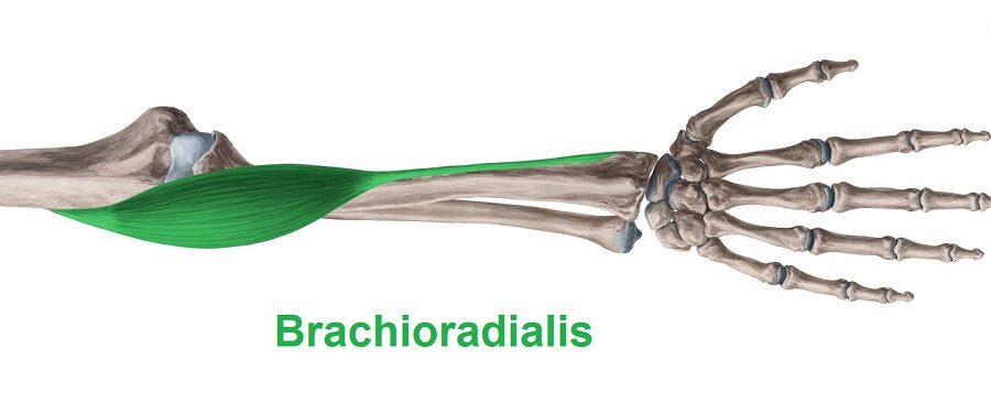 brachioradialis