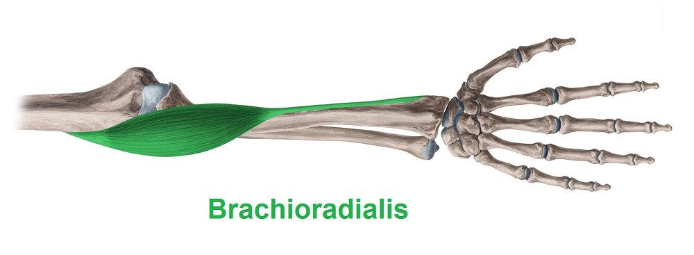 brachioradialis