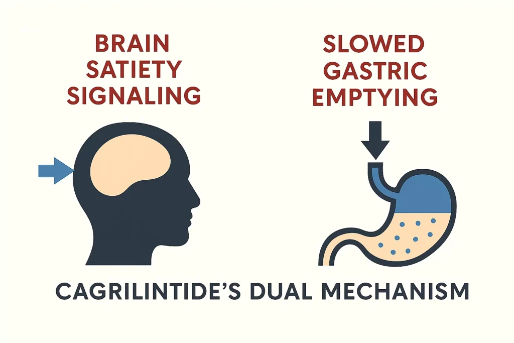 Diagram illustrating cagrilintide's dual mechanism of brain satiety signaling and slowed gastric emptying