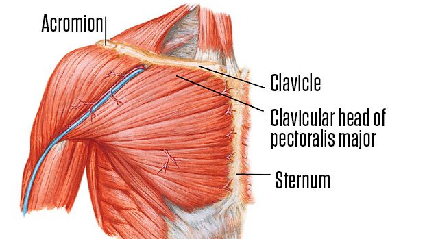 clavicular head of the pectoralis major