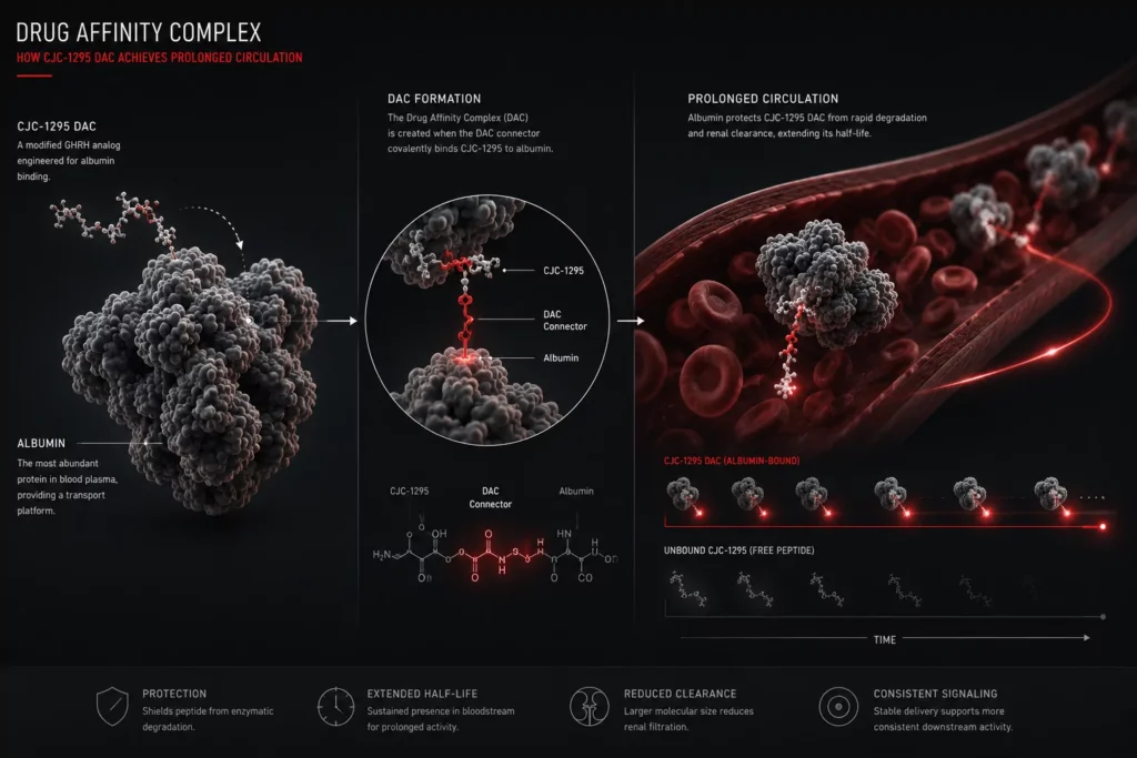Scientific visualization of CJC-1295 DAC attaching to albumin for prolonged circulation