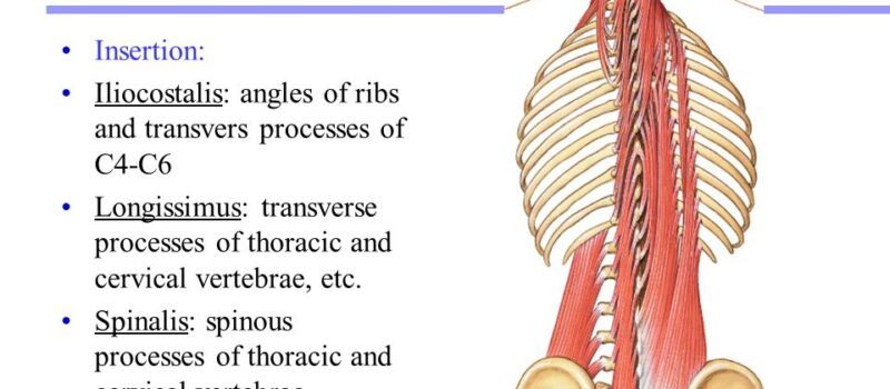 erector spinae
