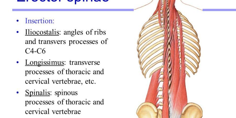 erector spinae