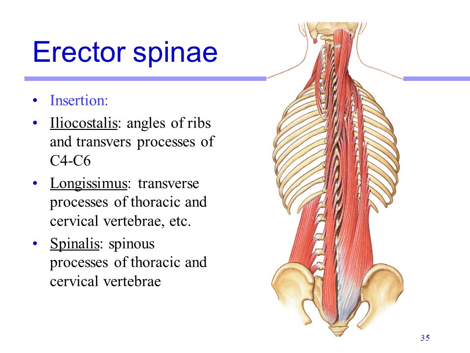 erector spinae