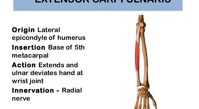 extensor carpi ulnaris