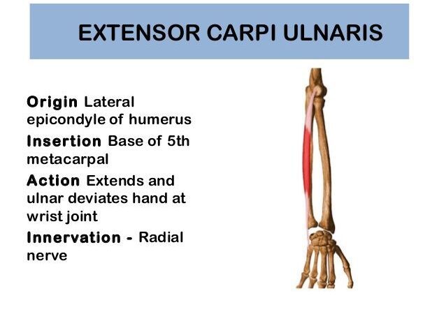 extensor carpi ulnaris