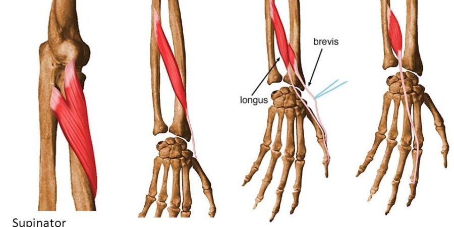 extensor pollicis brevis and extensor pollicis longus