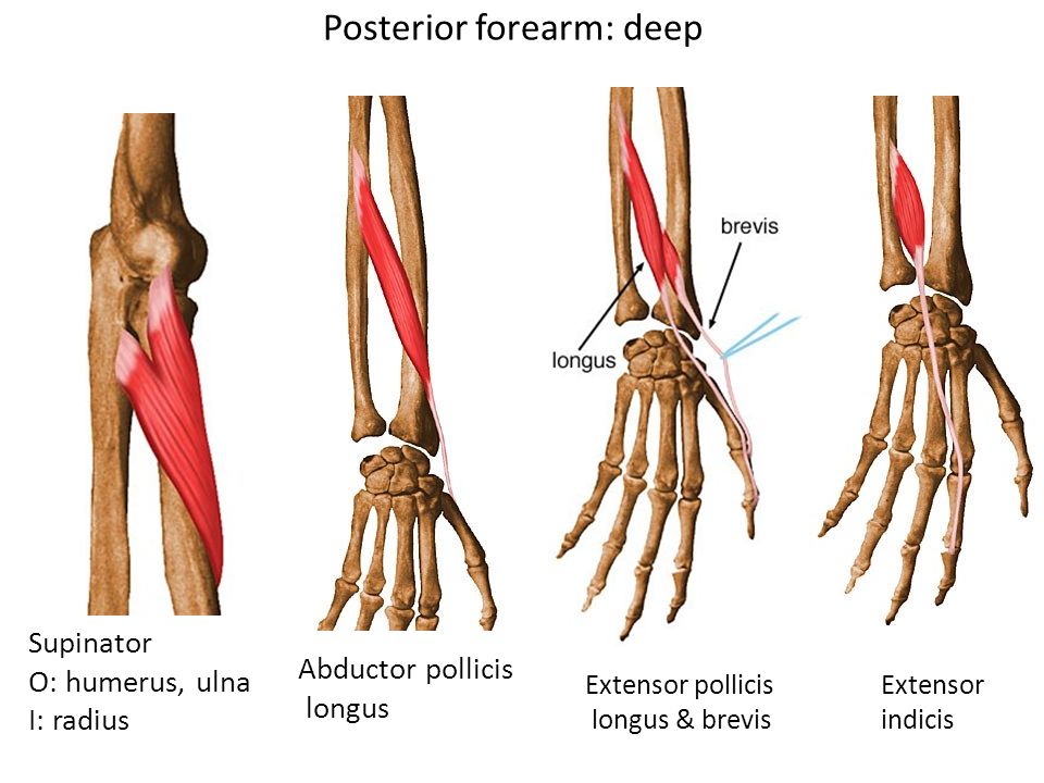 extensor pollicis brevis and extensor pollicis longus