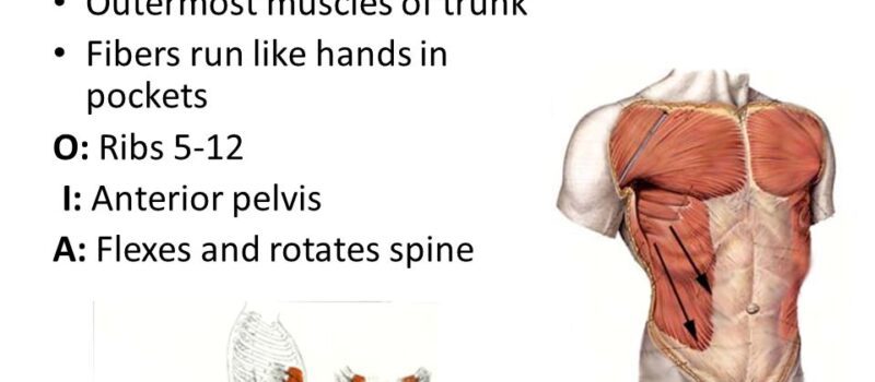 external oblique