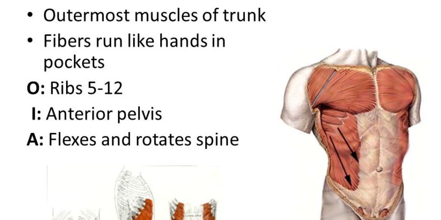 external oblique