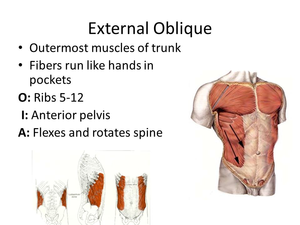 external oblique