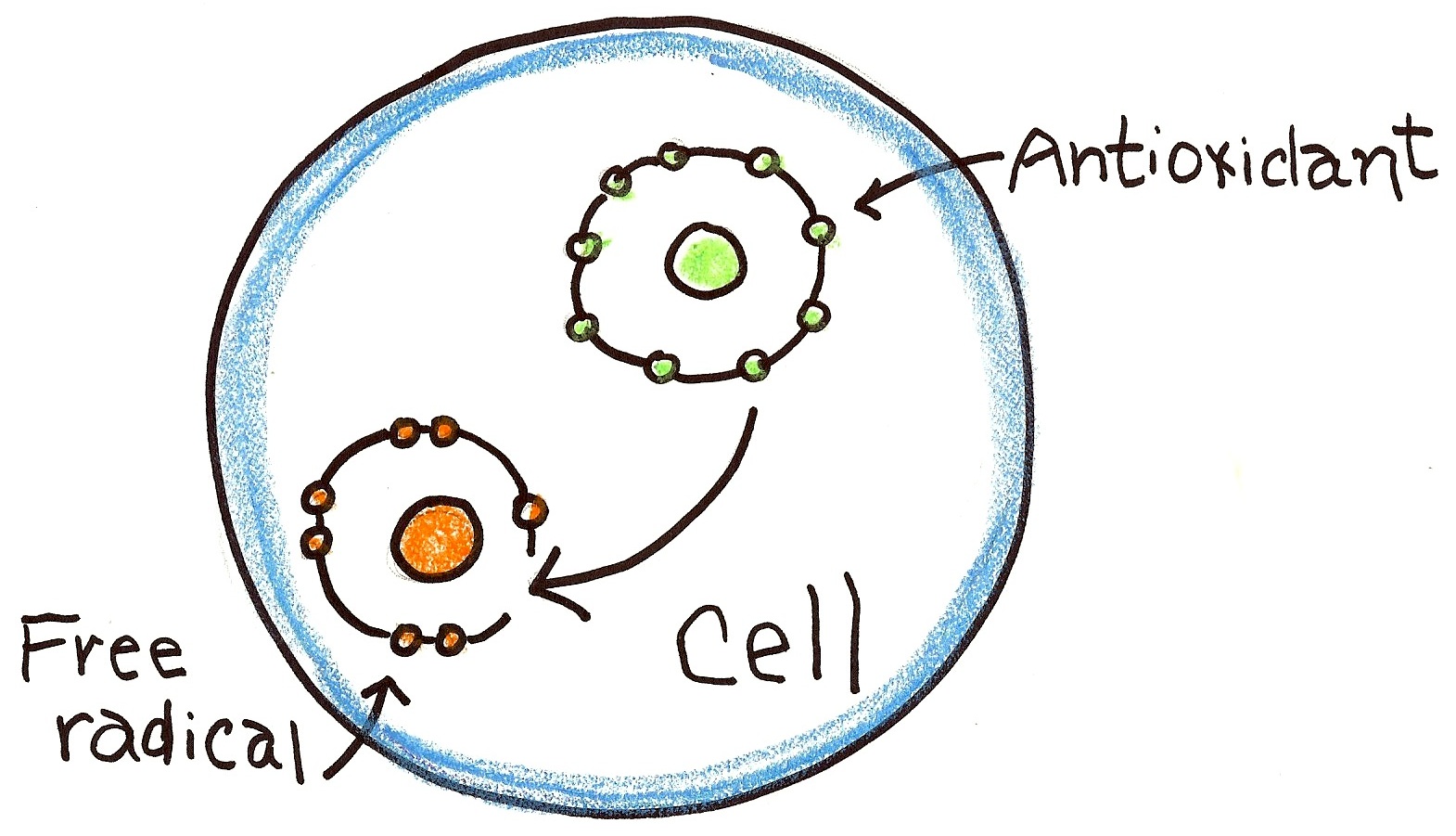 Free Radicals And Antioxidants