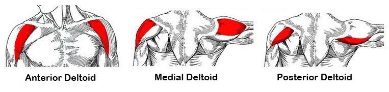 front deltoid head