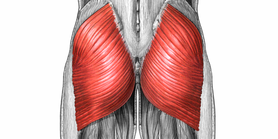 gluteus maximus