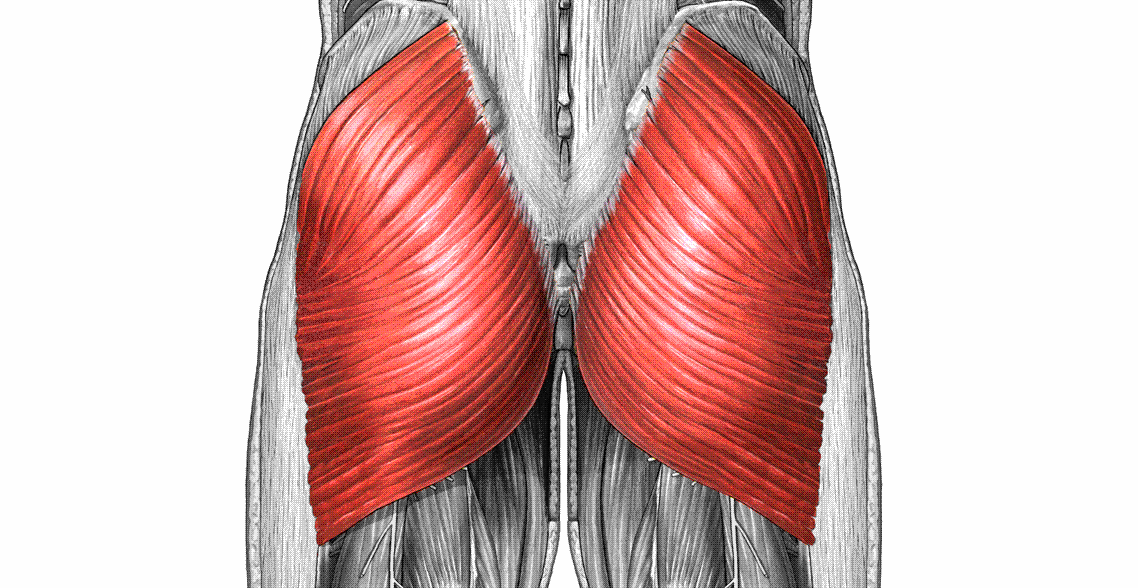 gluteus maximus