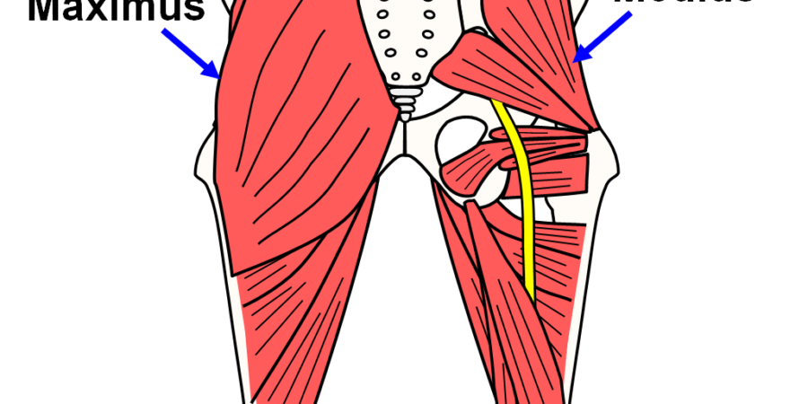 gluteus medius