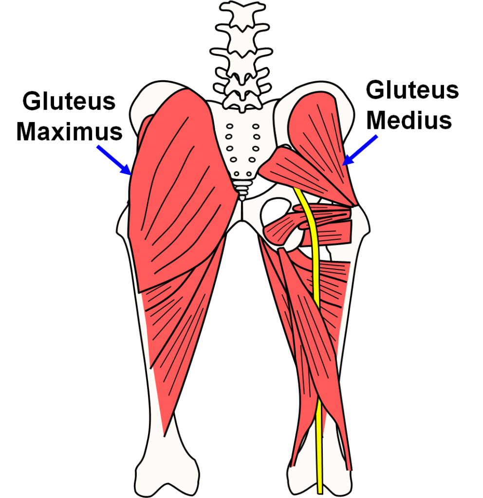 Gluteus Medius Muscle Profiles Steroids Live