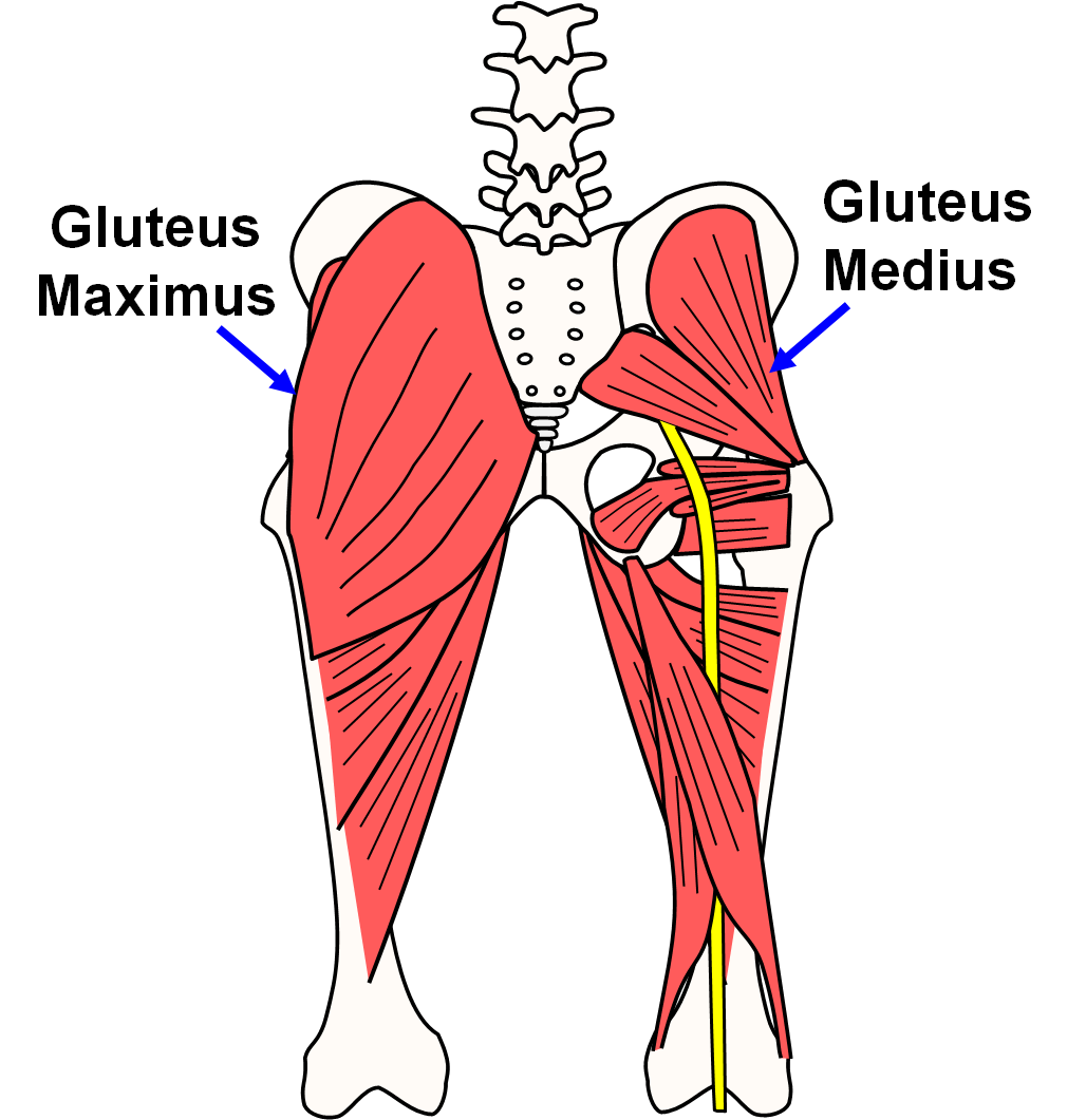 gluteus medius