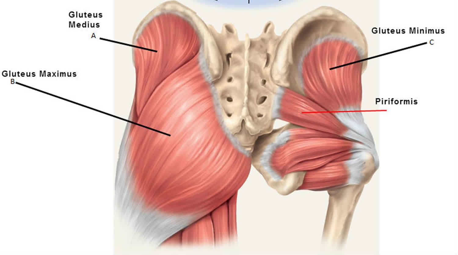 gluteus minimus