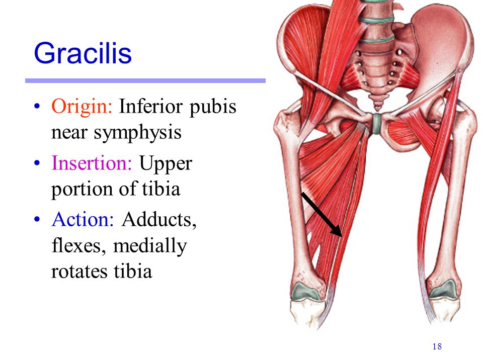 gracilis