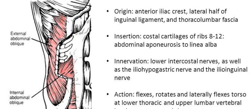 internal oblique