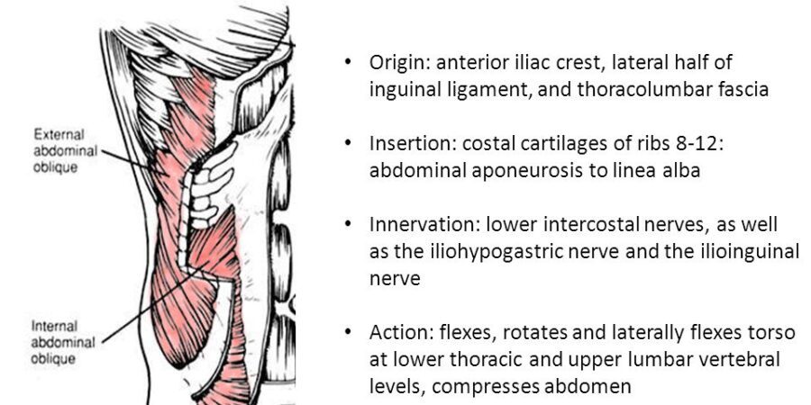 internal oblique