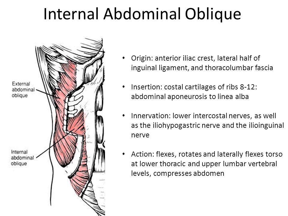 internal oblique