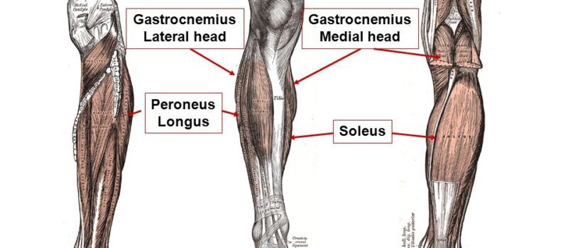 lateral head of the gastrocnemius
