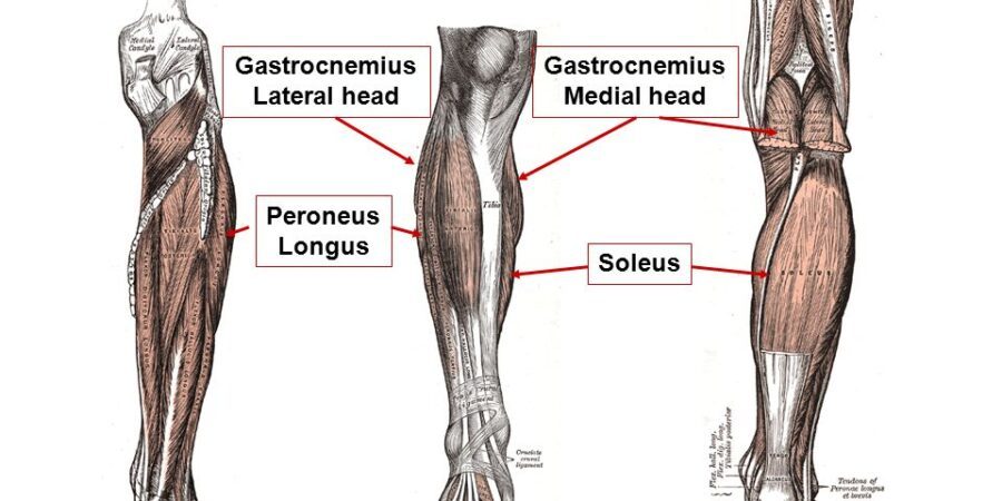 lateral head of the gastrocnemius