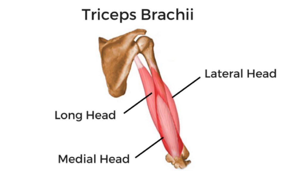 lateral head of the triceps