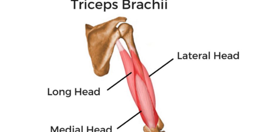 lateral head of the triceps