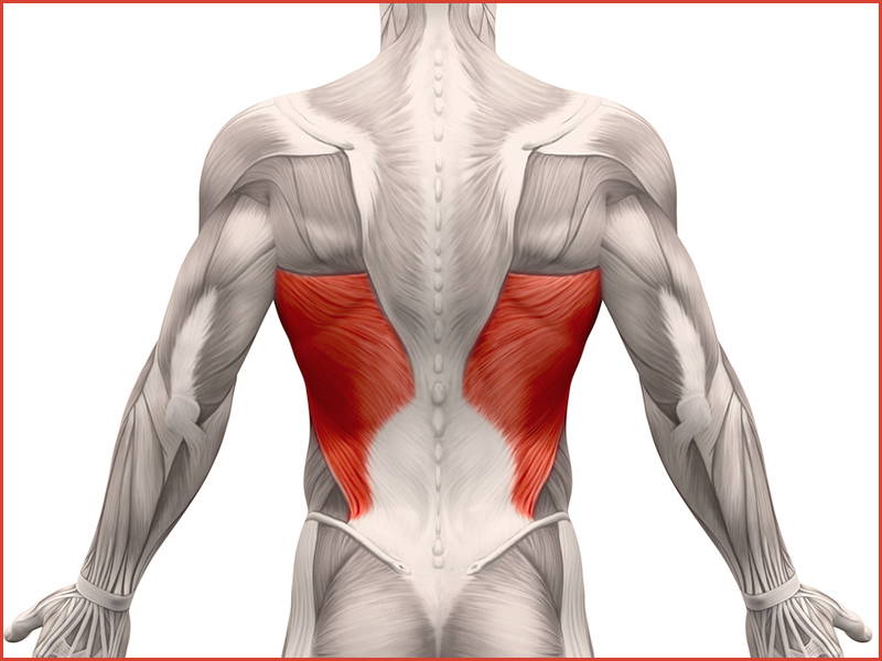 latissimus dorsi