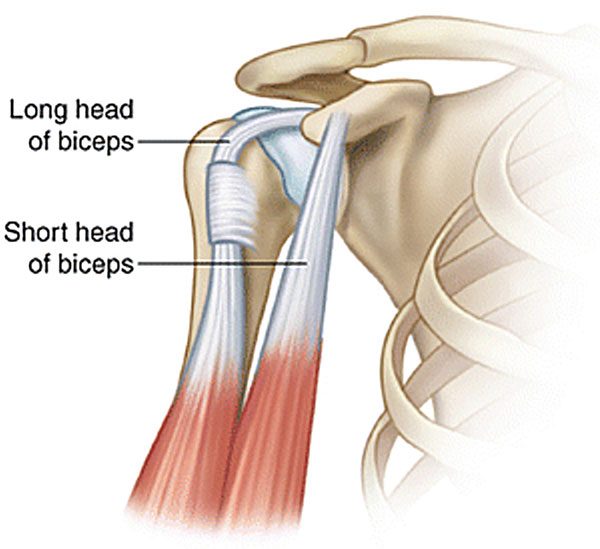 long head of the biceps